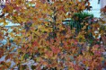/album/love-the-world/a3136-135407569939068-2065228951-n-jpg/