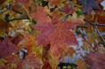 /album/love-the-world/a296314-135407656605726-1026251731-n-jpg/