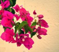 /album/love-the-world/a603682-246139812199176-1062465701-n-jpg/